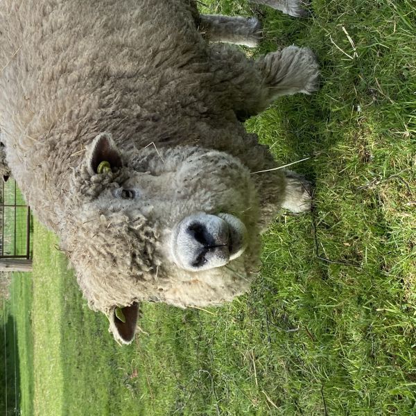 8 schaapjes en 1 poes uit Hengelo zoekt een Boerderijoppas