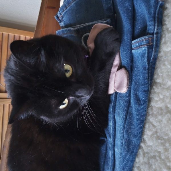 Lucky, Bo en max uit Vlaardingen zoekt een huisdierenoppas