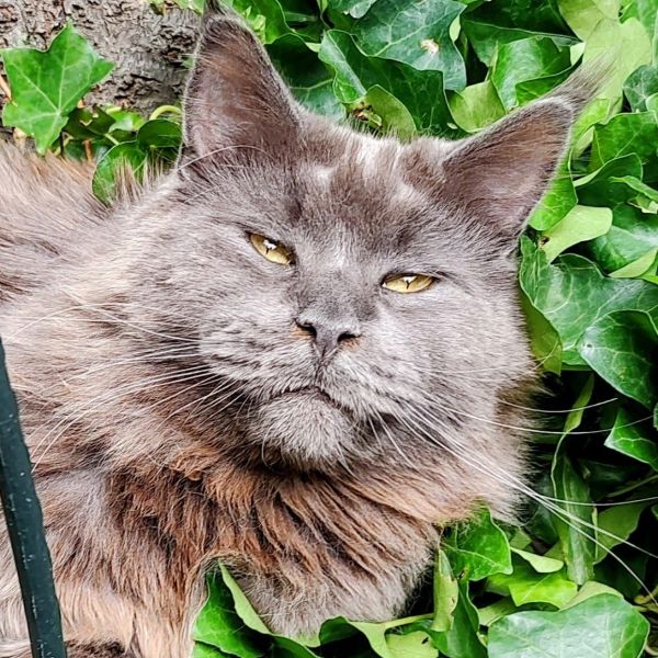 Jaapie uit 'S-Gravendeel zoekt een Kattenoppas