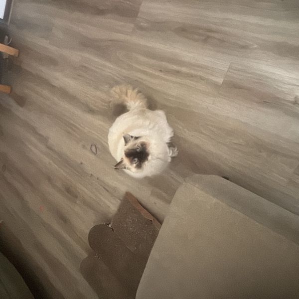 Trixie, Joe uit Winterswijk zoekt een Kattenoppas