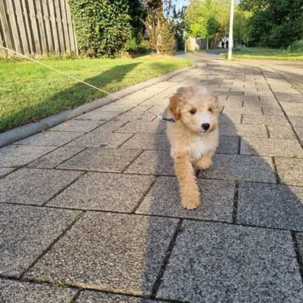 Huisdierenoppas Marley uit Hoogvliet Rotterdam