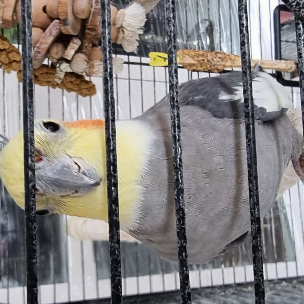 Coco uit Veldhoven zoekt een Vogeloppas