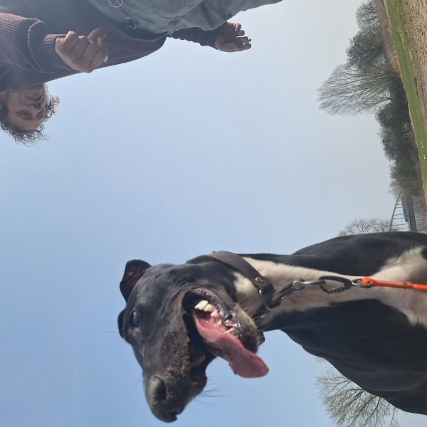 Stip uit Arnhem zoekt een Hondenoppas