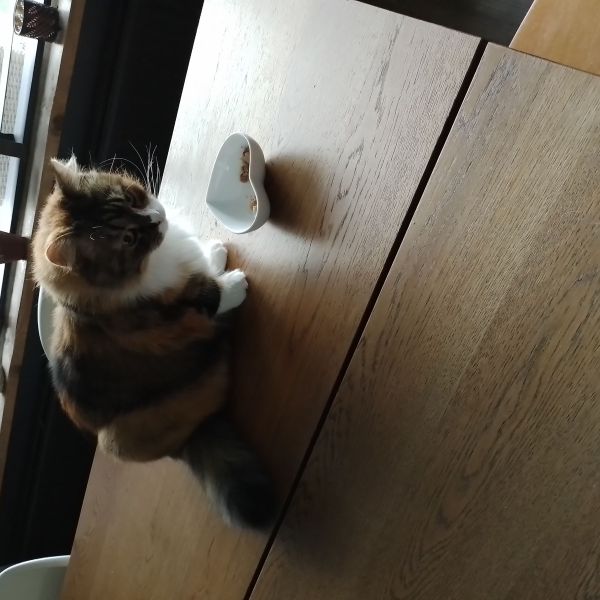 Angel, Poes uit Capelle Aan Den Ijssel zoekt een Kattenoppas