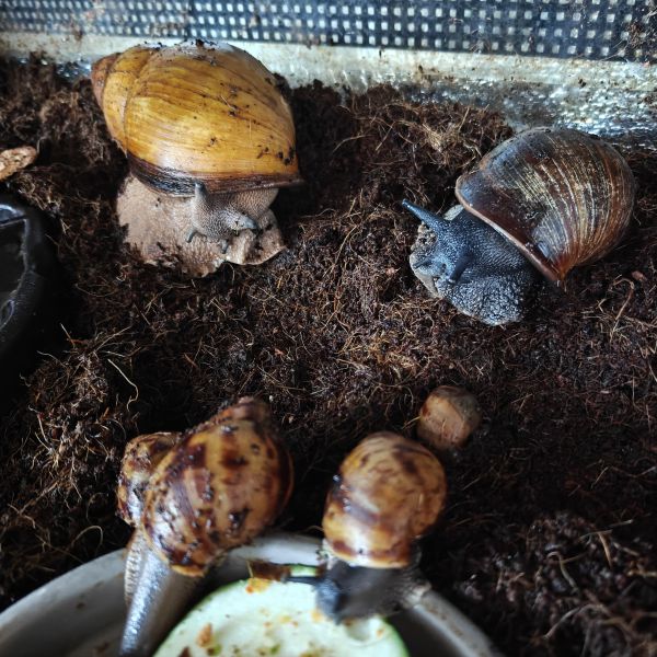 Reuzen slakken, Pluisje, Rex uit Linschoten zoekt een huisdierenoppas
