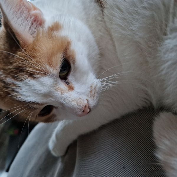 Tommie, Diva, Beau uit Sint Pancras zoekt een Kattenoppas