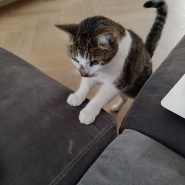 Woodie uit Bussum zoekt een Kattenoppas