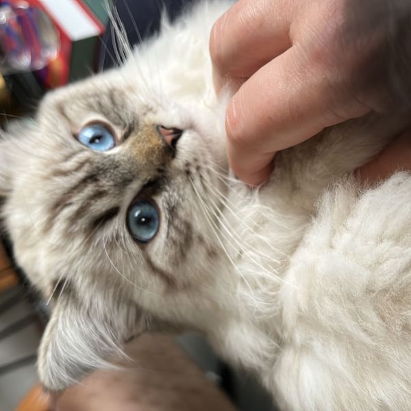 Boef uit Rotterdam zoekt een Kattenoppas