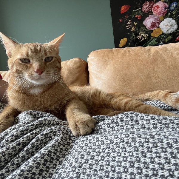 Ginger uit Helmond zoekt een Kattenoppas