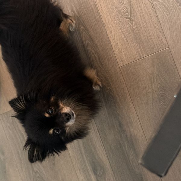 Bobbie uit Kaatsheuvel zoekt een Hondenoppas