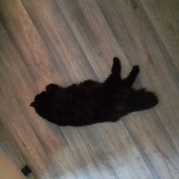 Morris uit Oosterhout zoekt een Kattenoppas
