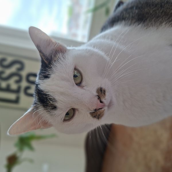 Desi uit Utrecht zoekt een Kattenoppas