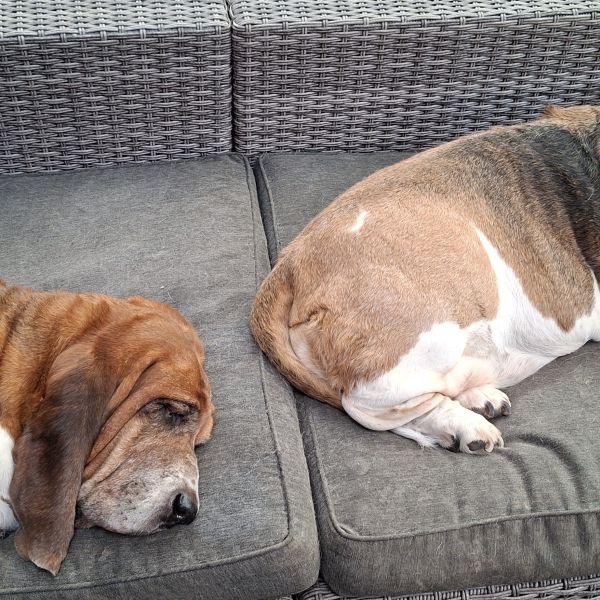 Sheldon, Penny uit Ede, Gld zoekt een Hondenoppas