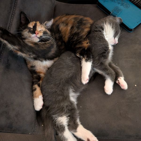 Knabbel, Babbel uit Vlaardingen zoekt een Kattenoppas