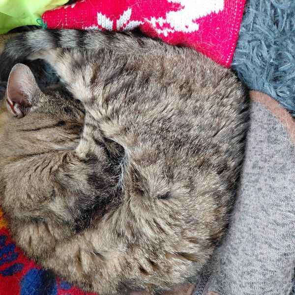 Meis uit Epe zoekt een Kattenoppas