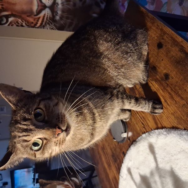Mimie, Lidy uit Stadskanaal zoekt een Kattenoppas