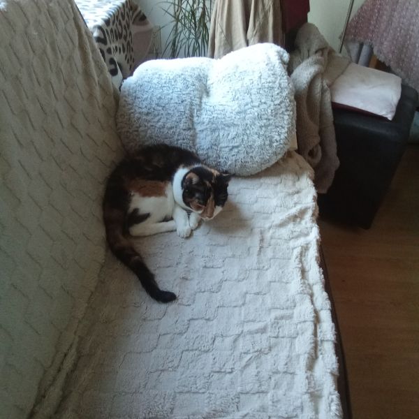 Jana uit Haarlem zoekt een Kattenoppas