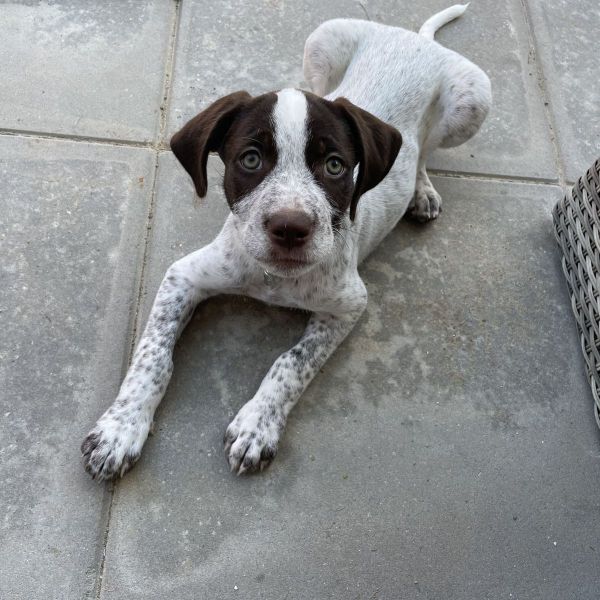 Løkke uit Nijmegen zoekt een Hondenoppas