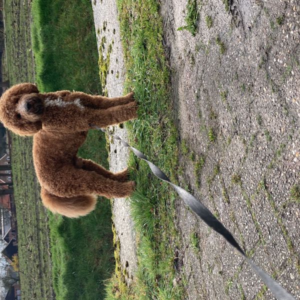 Dico uit Goor zoekt een Hondenoppas