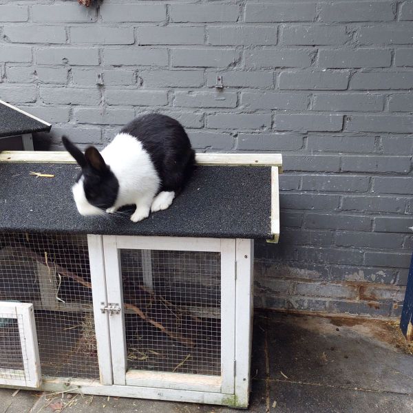 Jip, Stampertje uit Heiloo zoekt een Knaagdierenoppas