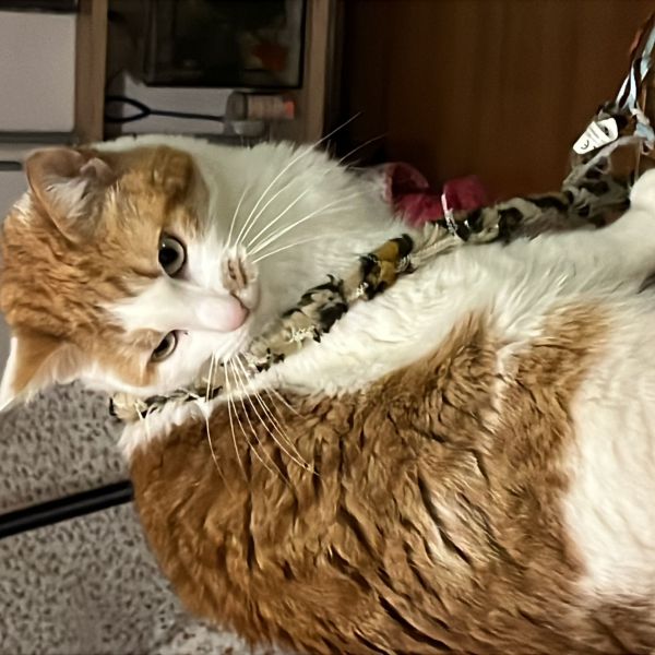 Benny uit Glimmen zoekt een Kattenoppas