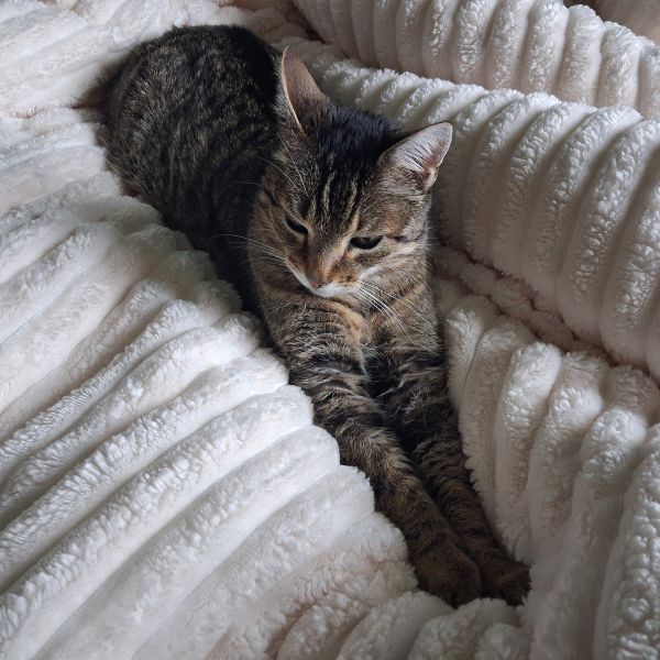 Mico uit Groningen zoekt een Kattenoppas