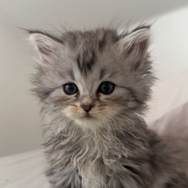 Victor uit Enter zoekt een Kattenoppas