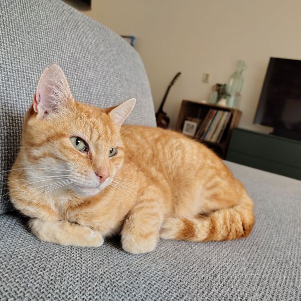 Tito uit Utrecht zoekt een Kattenoppas