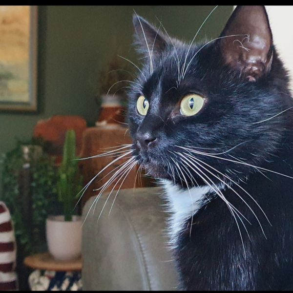 Huisdierenoppas Tanja uit Nistelrode