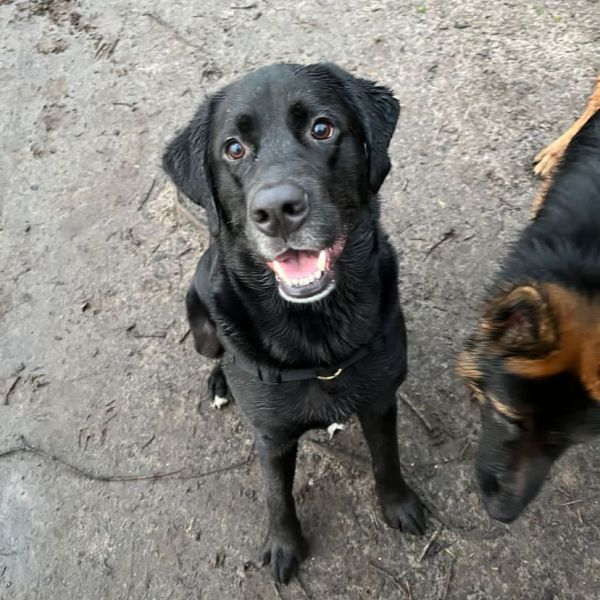 Baco uit Naarden zoekt een Hondenoppas