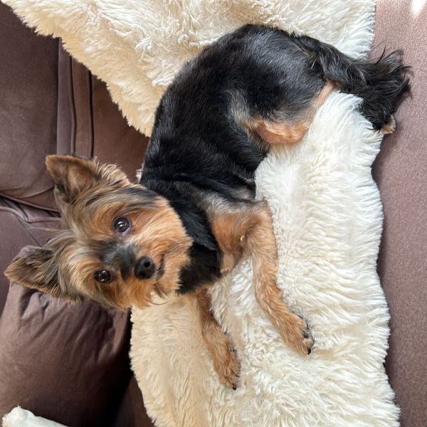 Dinky uit Hoofddorp zoekt een Hondenoppas