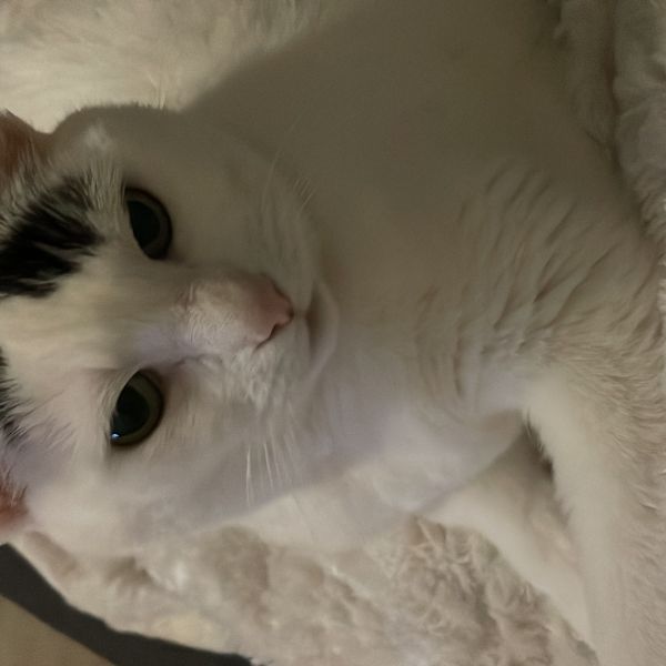 April uit Rotterdam zoekt een Kattenoppas