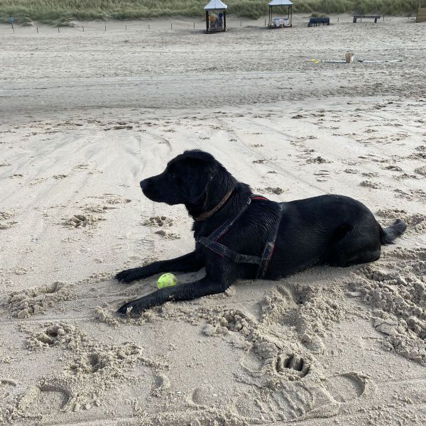 Mickey uit Loenen Aan De Vecht zoekt een Hondenoppas