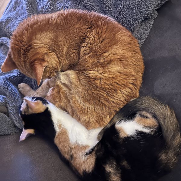 Geordi, Sox uit Houten zoekt een Kattenoppas