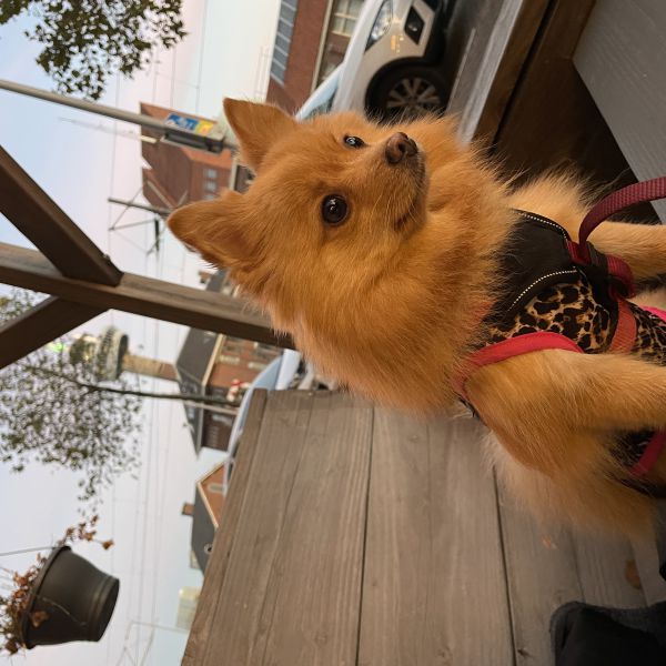 Roxy uit Rotterdam zoekt een Hondenoppas