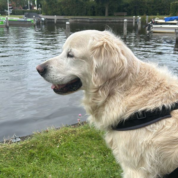 Sam uit Twello zoekt een Hondenoppas