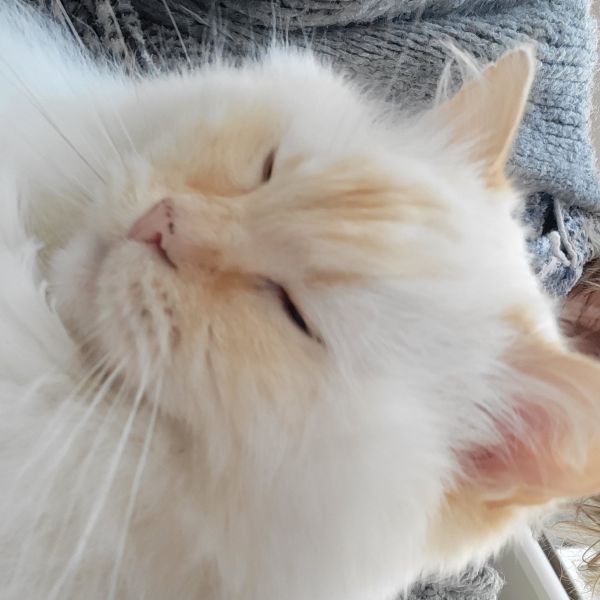 Max de kater, Snoes uit Sittard zoekt een Kattenoppas