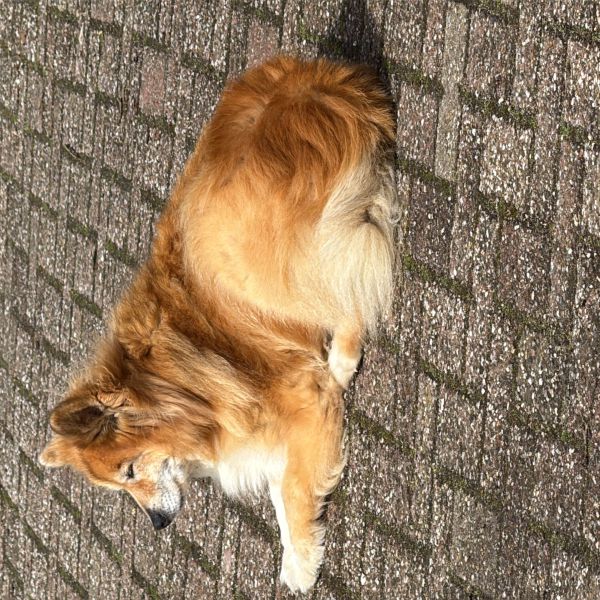 Mieke uit Berg En Dal zoekt een Hondenoppas