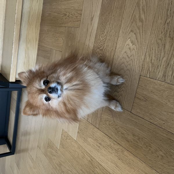PoM, Doertje uit Amsterdam zoekt een Hondenoppas