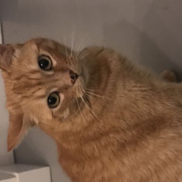 Binkie, Jochie, Jesus uit Kleve zoekt een Kattenoppas