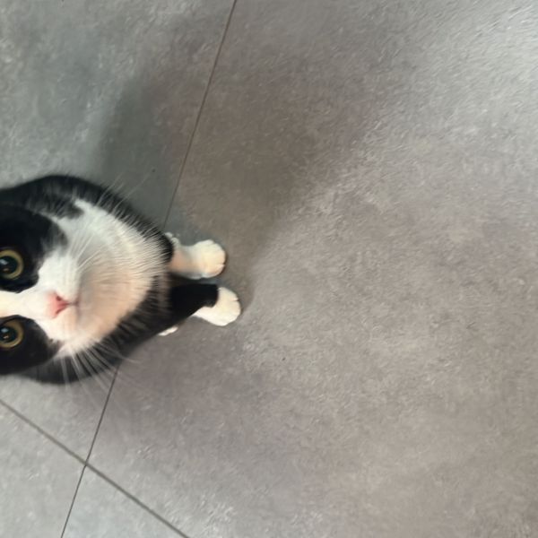 Pippi, Billie uit Emmen zoekt een Kattenoppas