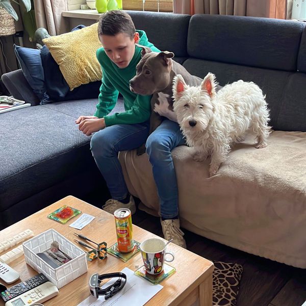 Billy, Boris uit Hoensbroek zoekt een Hondenoppas