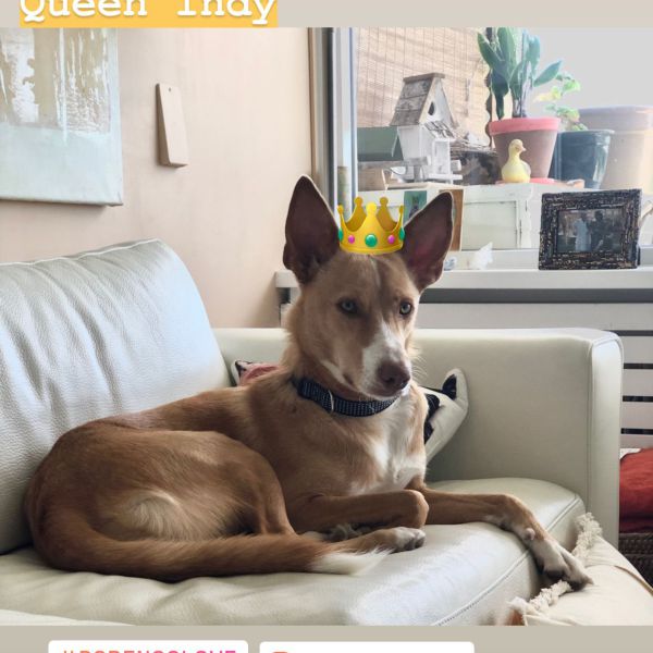 Indy uit Leidschendam zoekt een Hondenoppas