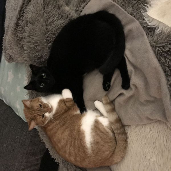 Joep & Gijs uit Sliedrecht zoekt een Kattenoppas