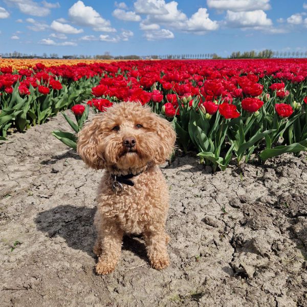 Bella uit Benningbroek zoekt een Hondenoppas