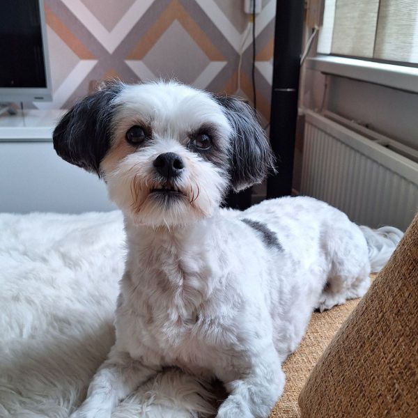 Boeddha uit Eindhoven zoekt een Hondenoppas