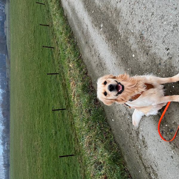 Buddy uit Steyl zoekt een Hondenoppas