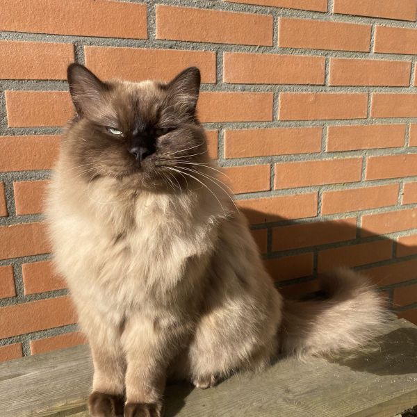 Pluis, Beertje uit Leiden zoekt een Kattenoppas