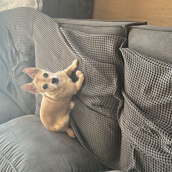 Guc, Lotje uit Gouda zoekt een huisdierenoppas
