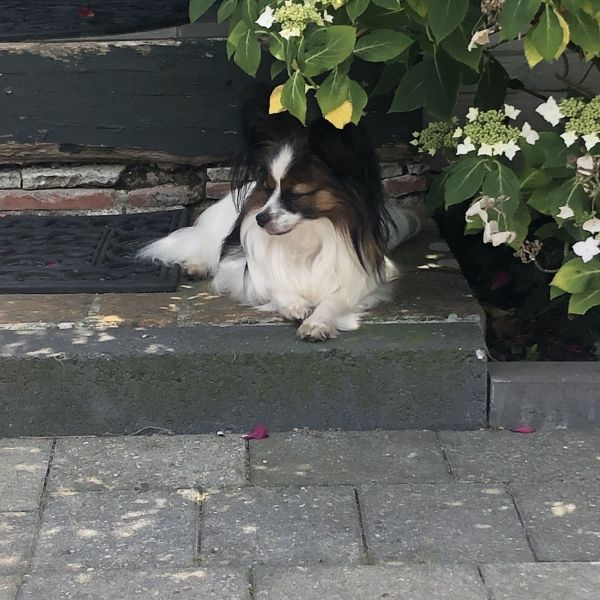 Vlinder uit Stavenisse zoekt een Hondenoppas